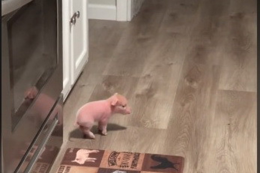 MALO PRASE ĆE OSVOJITI VAŠA SRCA: Evo kako životinja reaguje na poziv za ručak i zašto su je svi poželeli za ljubimca! (VIDEO)