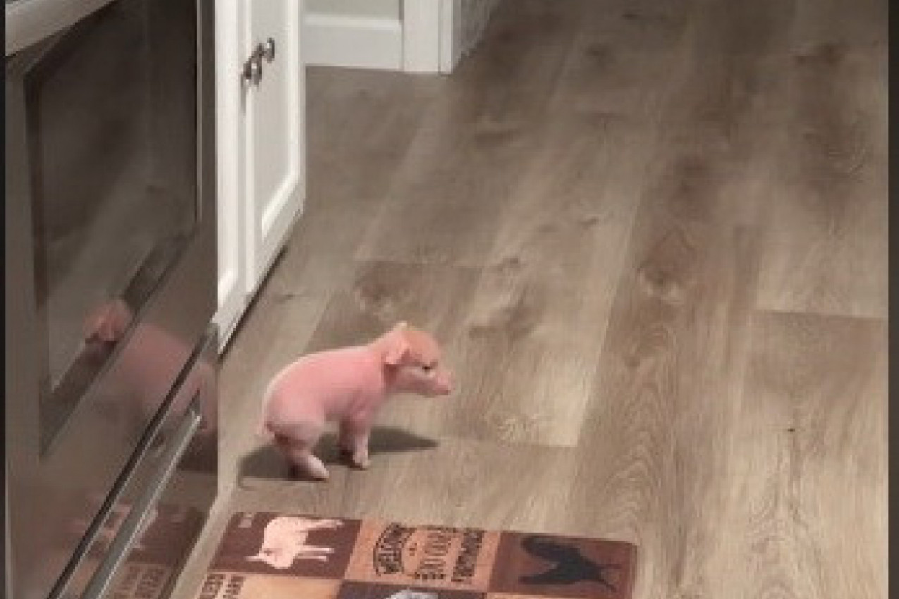 MALO PRASE ĆE OSVOJITI VAŠA SRCA: Evo kako životinja reaguje na poziv za ručak i zašto su je svi poželeli za ljubimca! (VIDEO)