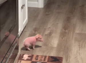 MALO PRASE ĆE OSVOJITI VAŠA SRCA: Evo kako životinja reaguje na poziv za ručak i zašto su je svi poželeli za ljubimca! (VIDEO)