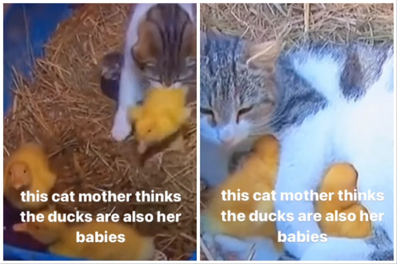 MAČKA USVOJILA PAČIĆE: Snimak koji je raznežio ljude na društvenim mrežama! (VIDEO)