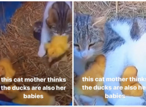 MAČKA USVOJILA PAČIĆE: Snimak koji je raznežio ljude na društvenim mrežama! (VIDEO)