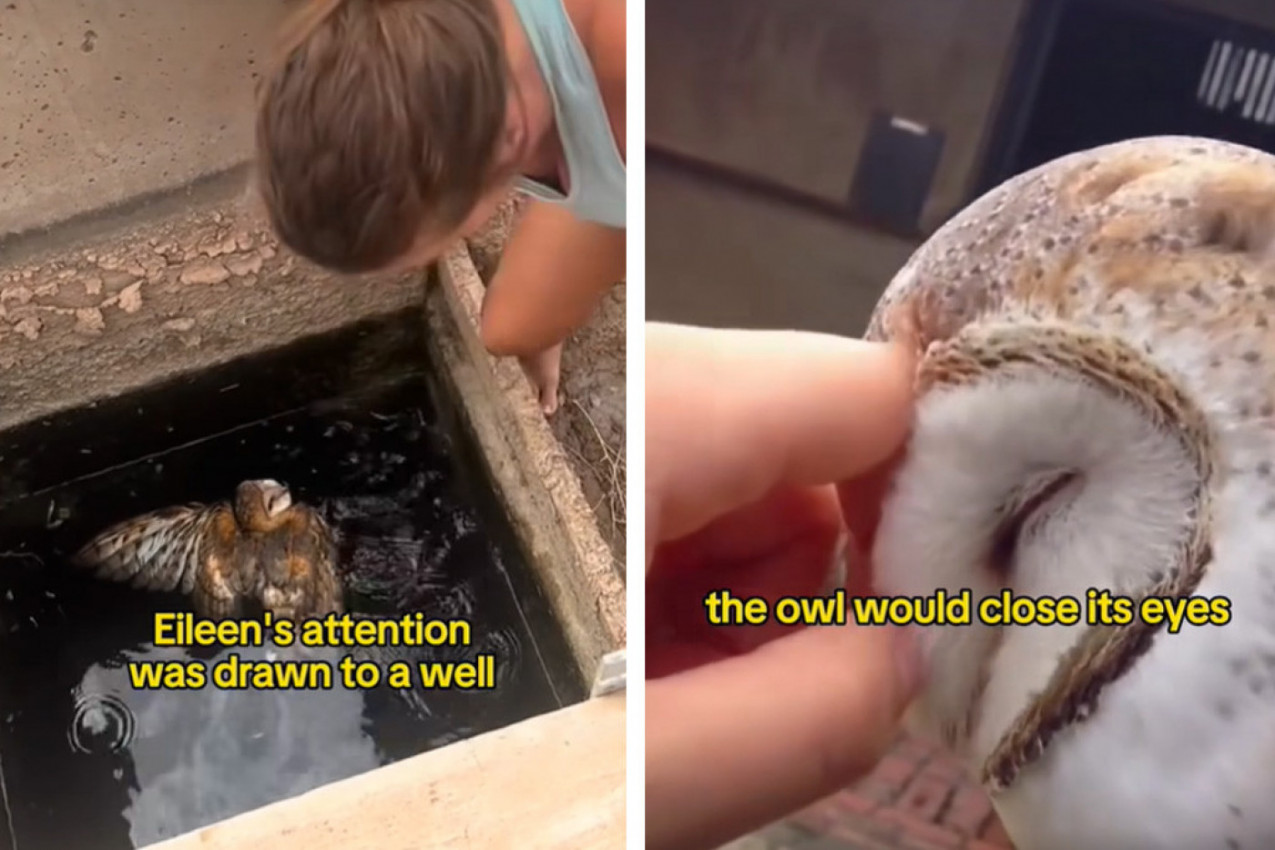 SPASILA JE SOVU OD SIGURNE SMRTI, NIJE NI SLUTILA KAKAV UŽAS ĆE PROŽIVETI: Žena je objavila snimak ptice ni ne sluteći kakvi napadi će uslediti (VIDEO)