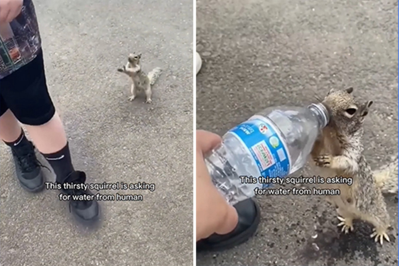 SCENA KOJA JE RASPLAKALA LJUDE: Veverica koja moli za malo vode slama i najtvrđa srca! (VIDEO)