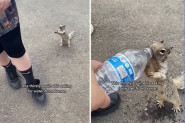 SCENA KOJA JE RASPLAKALA LJUDE: Veverica koja moli za malo vode slama i najtvrđa srca! (VIDEO)
