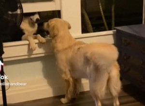 EVO KAKO SE VOLI: Ljubav između retrivera i komšijskog psa rastopila nam je srca,  a njihovo štene morate videti (VIDEO)