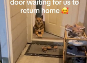 SNIMAK OVOG PSA ULEPŠAĆE VAM DAN: Vlasnici su otišli iz stana, o onome što je ljubimac potom uradio priča ceo svet!