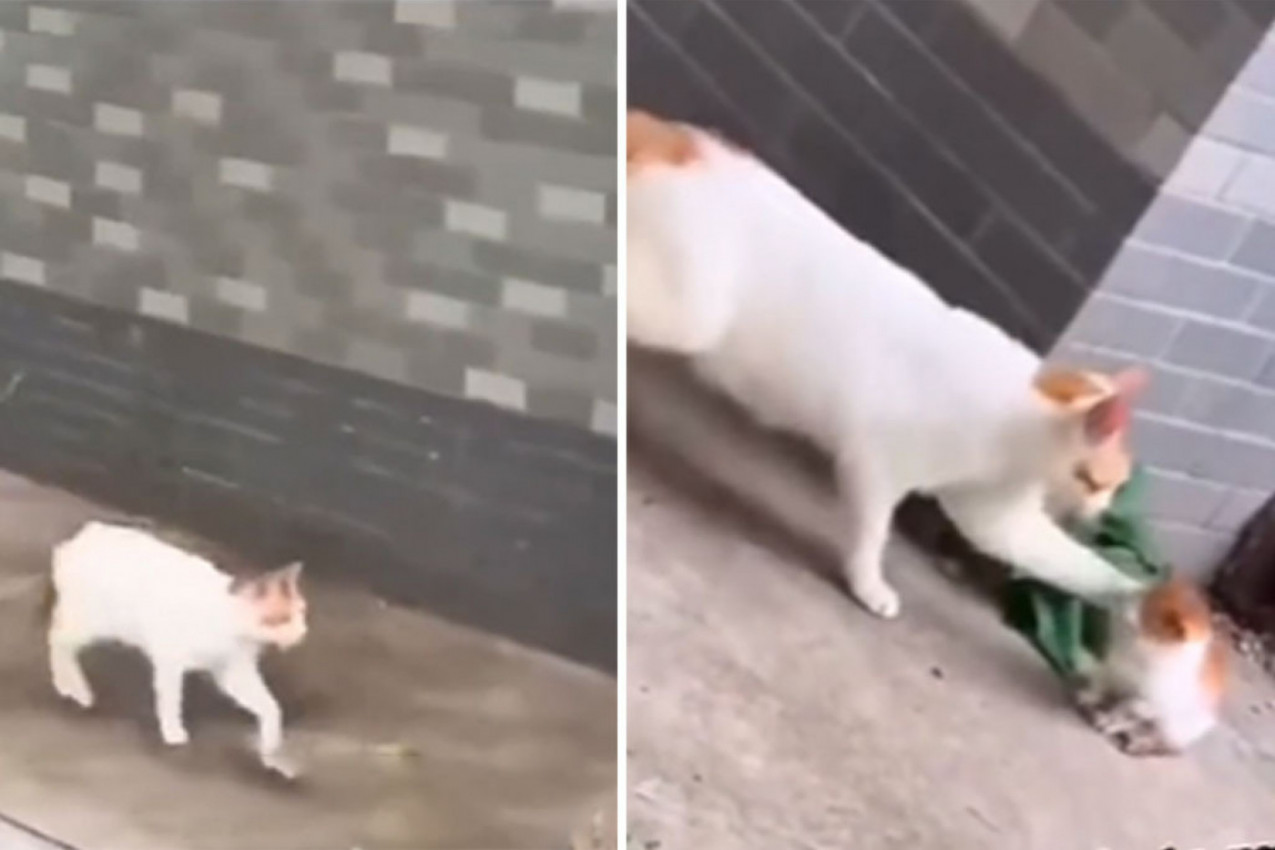 URENEBESNI SNIMAK MAČKE NASMEJAO LJUDE NA MREŽAMA: Tražila je nestašno mače po dvorištu, a kad ga je našla usledilo je nešto što niko nije očekivao! (VIDEO)