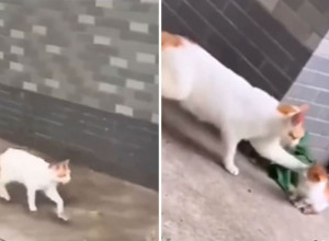 URENEBESNI SNIMAK MAČKE NASMEJAO LJUDE NA MREŽAMA: Tražila je nestašno mače po dvorištu, a kad ga je našla usledilo je nešto što niko nije očekivao! (VIDEO)