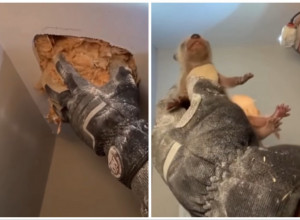 ČULI SU ČUDNE ZVUKOVE NA TAVANU I REŠILI DA PROVERE O ČEMU SE RADI: Nisu mogli ni da sanjaju da će zateći ovo! (VIDEO)