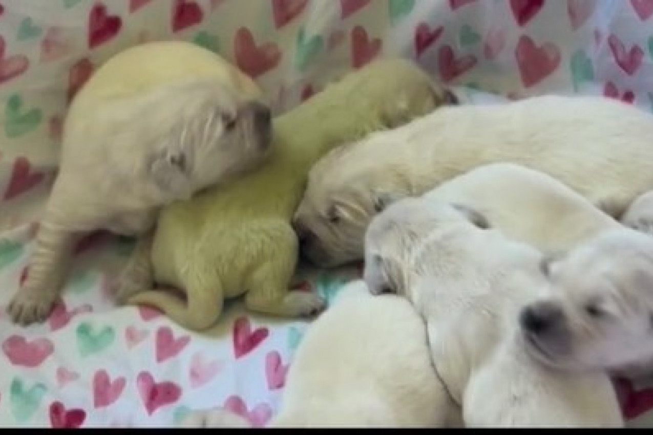 OVAKVOG PSA SIGURNO NIKADA NISTE VIDELI: Štene se rodilo sa anomalijom zbog koje izgleda kao da je iz svemira! (VIDEO)