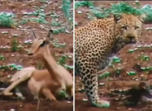 SNIMAK KOJI JE RASPLAKAO LJUDE NA MREŽAMA: Leopard je naišao na tek rođeno mladunče antilope, svi su zapanjeno gledali šta se dalje dogodilo! (VIDEO)