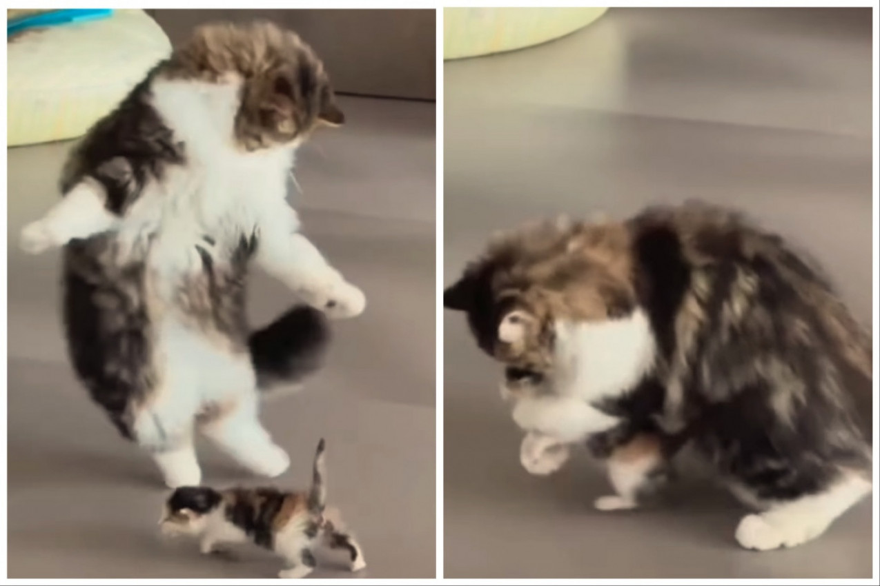 MAČKA JE BILA ODUŠEVLJENA PRVIM KORACIMA SVOG MAČETA: Propinjala se na dve noge, pa ga čvrsto zagrlila - zbog ovog snimka svi su pustili suzu (VIDEO)