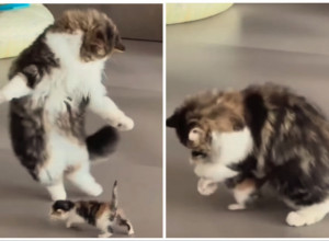 MAČKA JE BILA ODUŠEVLJENA PRVIM KORACIMA SVOG MAČETA: Propinjala se na dve noge, pa ga čvrsto zagrlila - zbog ovog snimka svi su pustili suzu (VIDEO)