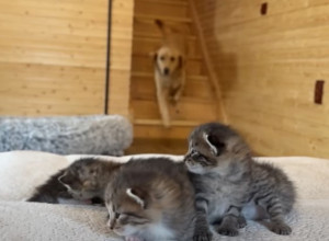 PAS SE ZALETEO NA MAČIĆE, A ONDA SE DESILO OVO: Ovaj prizor nikome ne pada lako, srca pucaju od emocija! (VIDEO)