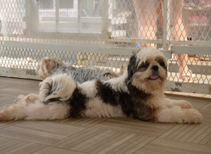 PUTUJETE ZA PRAZNIKE I NEMATE KOME DA OSTAVITE PSA: Ovo su cene pansiona i kućnog čuvanja ljubimaca!