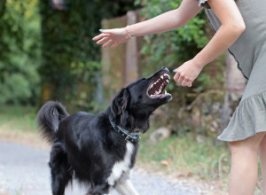 ŠOKANTNA ISPOVEST ŽENE KOJA ČUVA PSE: "Ujeo me je za lice sasvim iznenada, ne želim nikad više da budem u blizini te rase!"