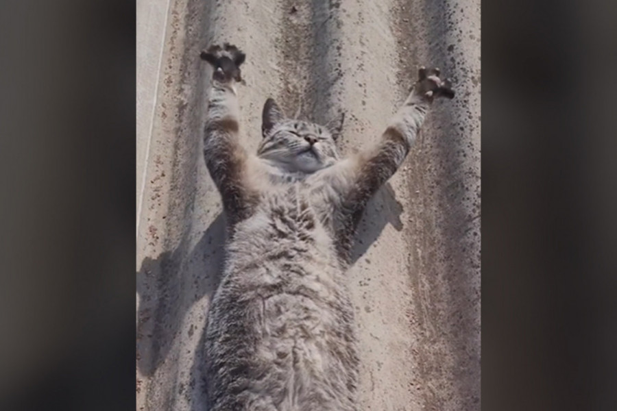 MAČKA JE BESPOMOĆNO LEŽALA NA KROVU I UPLAŠILA VLASNICU: Delovala je beživotno i kruto, ali onda se desio preokret koji morate da vidite! (VIDEO)