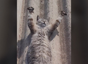 MAČKA JE BESPOMOĆNO LEŽALA NA KROVU I UPLAŠILA VLASNICU: Delovala je beživotno i kruto, ali onda se desio preokret koji morate da vidite! (VIDEO)