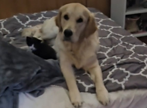 ZLATNI RETRIVER STALNO KRADE MAČIĆE IZ JEDNOG RAZLOGA: Počinje da laje, a onda uradi ovo (VIDEO)