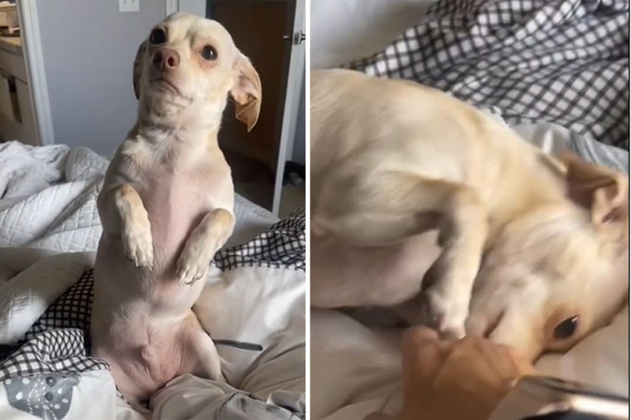 PAS KOJI PLAČE DIRNUO LJUDE NA MREŽAMA: Tužan snimak koji je izazvao burne emocije i komentare! (VIDEO)