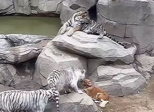 PSA SU OPKOLILI OGROMNI TIGROVI I IZGLEDAO JE BESPOMOĆNO: Evo šta se desilo i zbog čega se našao na pogrešnom mestu! (VIDEO)