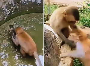OVA SRCEPARAJUĆA SCENA JE MNOGE NATERALA NA SUZE: Majmun pokušava da izvuče mače iz bunara, kao na iglama čekamo šta će se desiti!