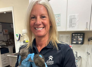 SPASIOCI SU IH ZBRINULI MISLEĆI DA SU MAČIĆI: Kada su videli koje su životinje u pitanju - ostali su u potpunom šoku! (FOTO)