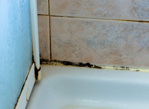 EVO KAKO DA ZA 100 DINARA SAVRŠENO OČISTITE BUĐ U KUPATILU: Nema ništa gore od crnih fleka oko tuš kabine i silikonu - a rešenje je jednostavno