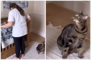 MAMA STAVILA BEBU U KREVETAC, A MAČAK JE ODMAH USKOČIO: Ono što je usledilo je uznemirilo mnoge! (VIDEO)