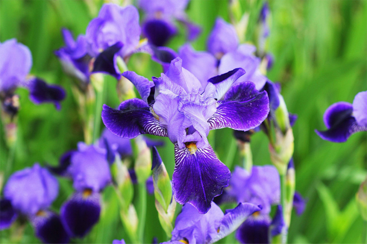 "BOŽANSKI" CVET JE NEKAD IMALA SVAKA BAKA U SVOM VRTU: Ova biljka je izuzetno zdrava i nosi veliku simboliku - štiti dom u kom živite, ali i dušu!