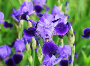 "BOŽANSKI" CVET JE NEKAD IMALA SVAKA BAKA U SVOM VRTU: Ova biljka je izuzetno zdrava i nosi veliku simboliku - štiti dom u kom živite, ali i dušu!