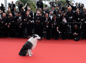 PORED SVIH LEPOTICA I NJIHOVIH HALJINICA, ON JE UKRAO ŠOU: Evo kako jedan pas osvaja Kanski festival (FOTO)