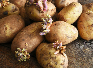 EVO KAKO DA SPREČITE KROMPIR DA NE PROKLIJA: Za ovaj hit trik vam trebaju samo još jabuke!