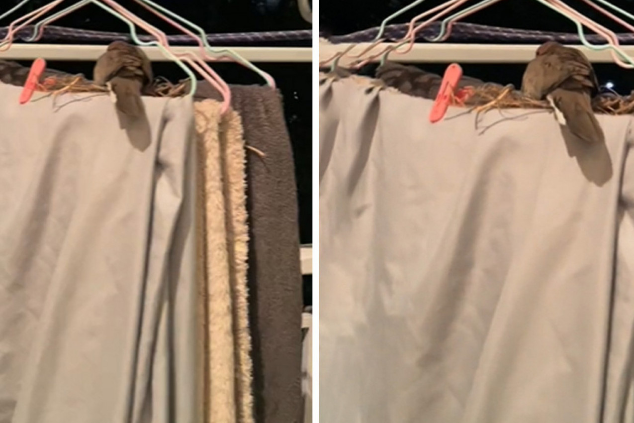 POSLE 6 DANA IŠLA DA POKUPI OSUŠENI VEŠ NA TERASI I ZATEKLA OVAJ PRIZOR: Presladak video male porodice koja se uselila među njene stvari oduševio je sve!