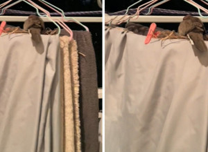 POSLE 6 DANA IŠLA DA POKUPI OSUŠENI VEŠ NA TERASI I ZATEKLA OVAJ PRIZOR: Presladak video male porodice koja se uselila među njene stvari oduševio je sve!