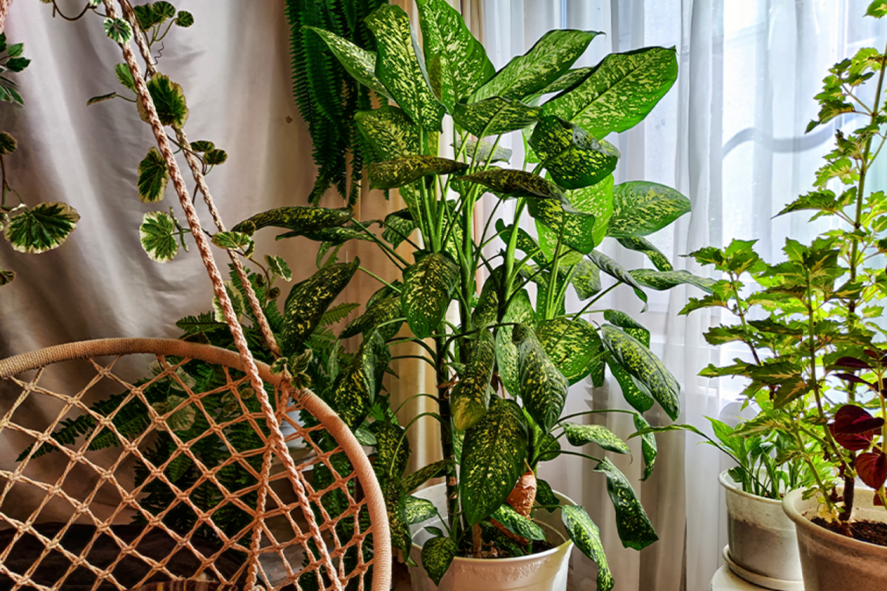 MNOGI JE IMAJU U SVOM DOMU: A ne znaju da je ova biljka veoma opasna i otrovna! (FOTO)