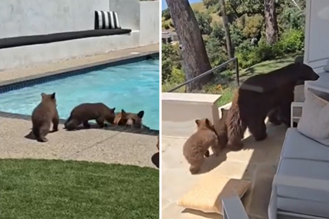 MEDVEDI UŠLI U DVORIŠTE, VLASNIK U ŠOKU: Njihov potez niko nije očekivao, on se plašio za život - ali je sve snimio!
