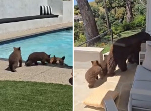 MEDVEDI UŠLI U DVORIŠTE, VLASNIK U ŠOKU: Njihov potez niko nije očekivao, on se plašio za život - ali je sve snimio!