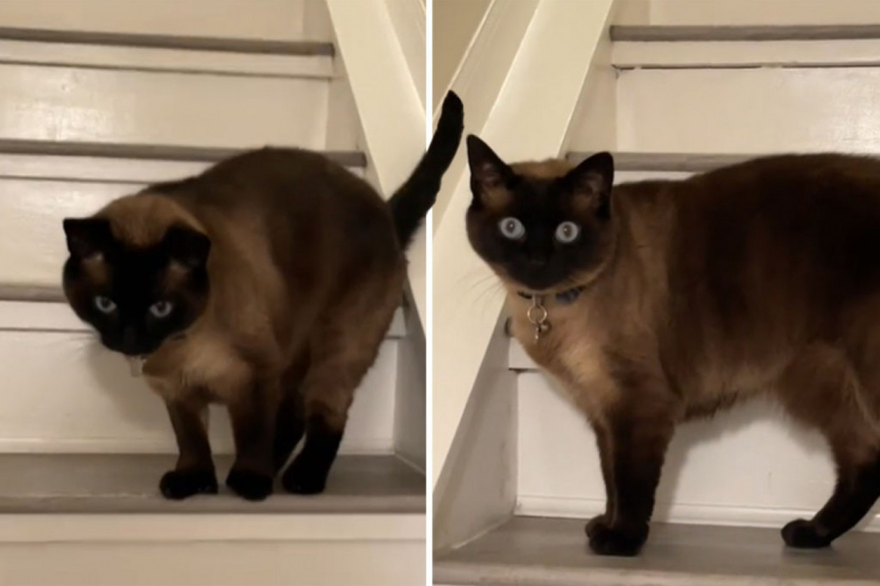 MAČKA JE SVAKI DAN ZURILA U ZIDOVE STANA: Kada su shvatili šta se iza njih krije, usledila je šok reakcija