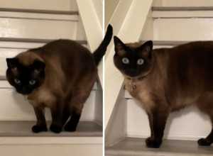 MAČKA JE SVAKI DAN ZURILA U ZIDOVE STANA: Kada su shvatili šta se iza njih krije, usledila je šok reakcija