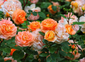 Ruže će vam cvetati do prvih zimskih mrazeva, ako ODMAH uradite jednu stvar: Super trik profesionalnih baštovana