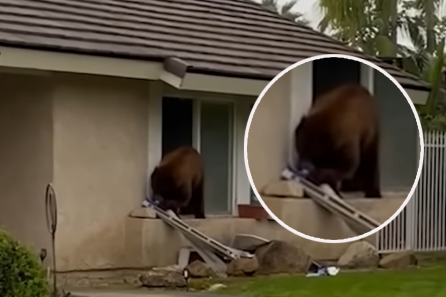 MEDVED SVAKI DAN ULAZI U DVORIŠTE PO JEDNO: Snimili ga u strahu od napada, ali onda je došlo do preokreta! Urnebes!