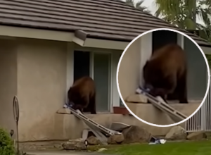 MEDVED SVAKI DAN ULAZI U DVORIŠTE PO JEDNO: Snimili ga u strahu od napada, ali onda je došlo do preokreta! Urnebes!