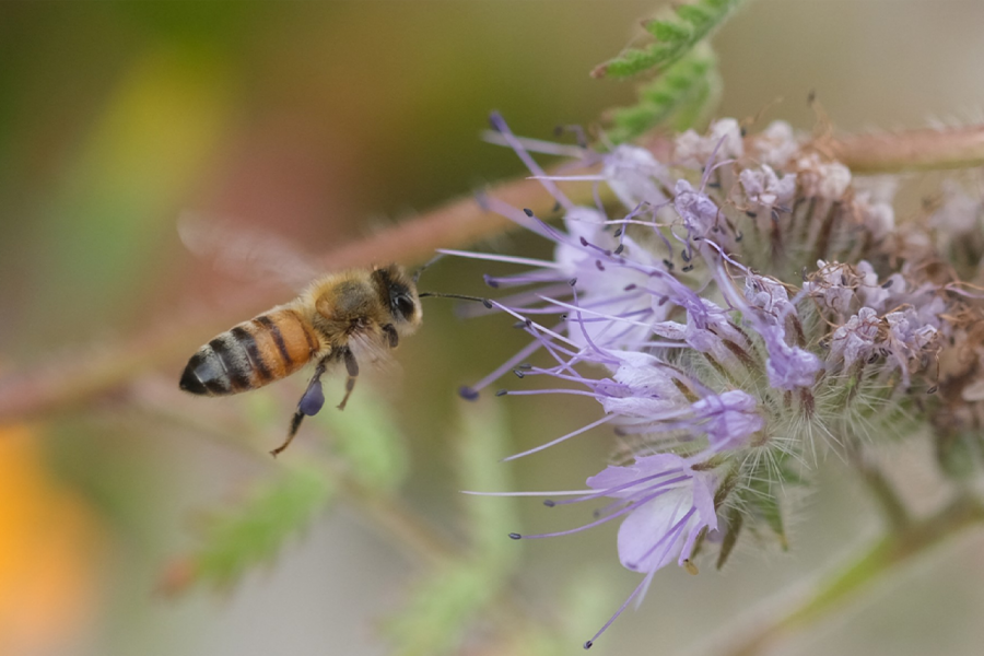 OVU STVAR NIKAKO NE SMETE DA RADITE KADA VAS UBODE PČELA: Ako napravimo istu grešku - može doći do velikog problema