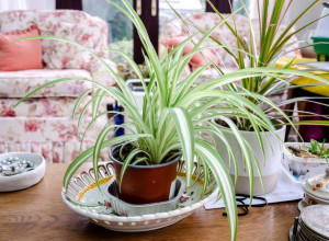 OVU BILJKU TREBA DA IMA SVAKA KUĆA: Upija negativnu energiju, a evo zašto je preporučuje NASA