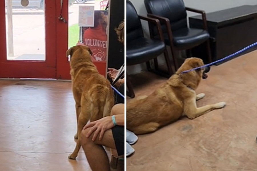 TUŽAN PAS RASPLAKAO LJUDE NA MREŽAMA: Vlasnici ga odbacili posle 2 godine, njegova reakcija slama srce! (VIDEO)