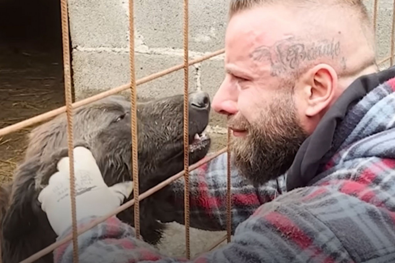 BRUNO ZBRINJAVA STOTINE PASA SA ULICE: Bez njih ne može ni dan, razume njihov vapaj za pomoć (VIDEO)
