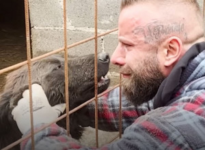 BRUNO ZBRINJAVA STOTINE PASA SA ULICE: Bez njih ne može ni dan, razume njihov vapaj za pomoć (VIDEO)