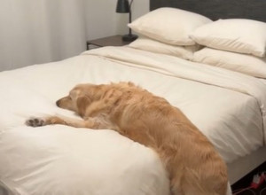 ZLATNI RETRIVER SE ISPRUŽIO PREKO KREVETA I NE MRDA: Ponaša se kao beba, ovaj snimak je urnebesan! (VIDEO)