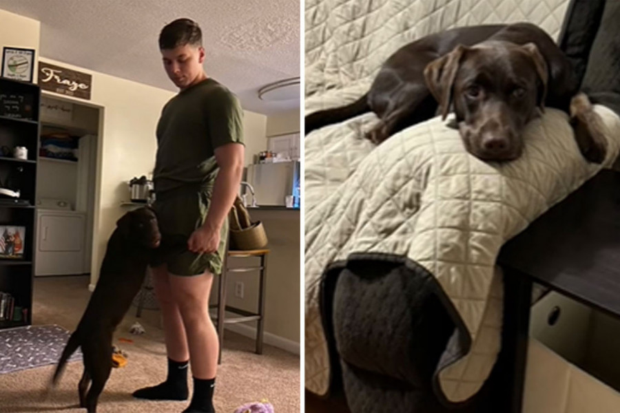 KUPILI SU PRESLATKO ŠTENE I ODMAH GA ZAVOLELI: Vlasnici u šoku, pitaju se šta se desilo sa njihovim psom (VIDEO)